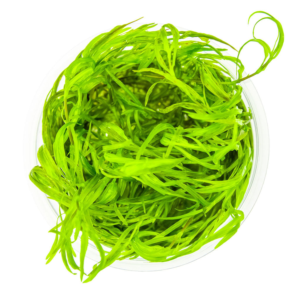 Najas Guadalupensis Guppy Grass 1-2-Grow