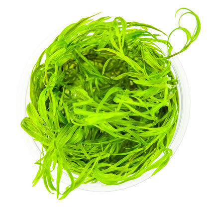 Najas Guadalupensis Guppy Grass 1-2-Grow