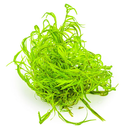 Najas Guadalupensis Guppy Grass 1-2-Grow