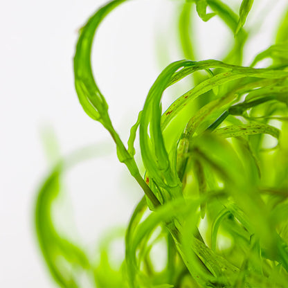 Najas Guadalupensis Guppy Grass 1-2-Grow