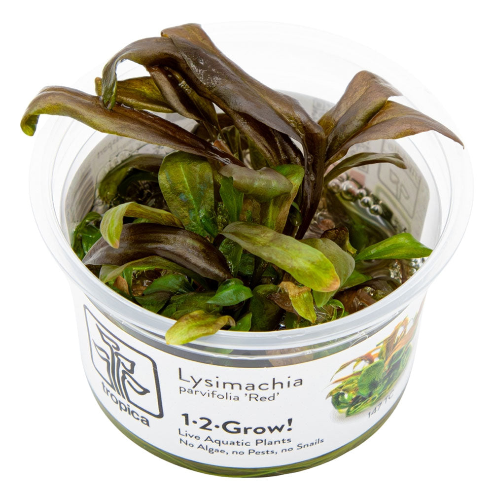 Lysimachia Parvifolia Red 1-2-Grow