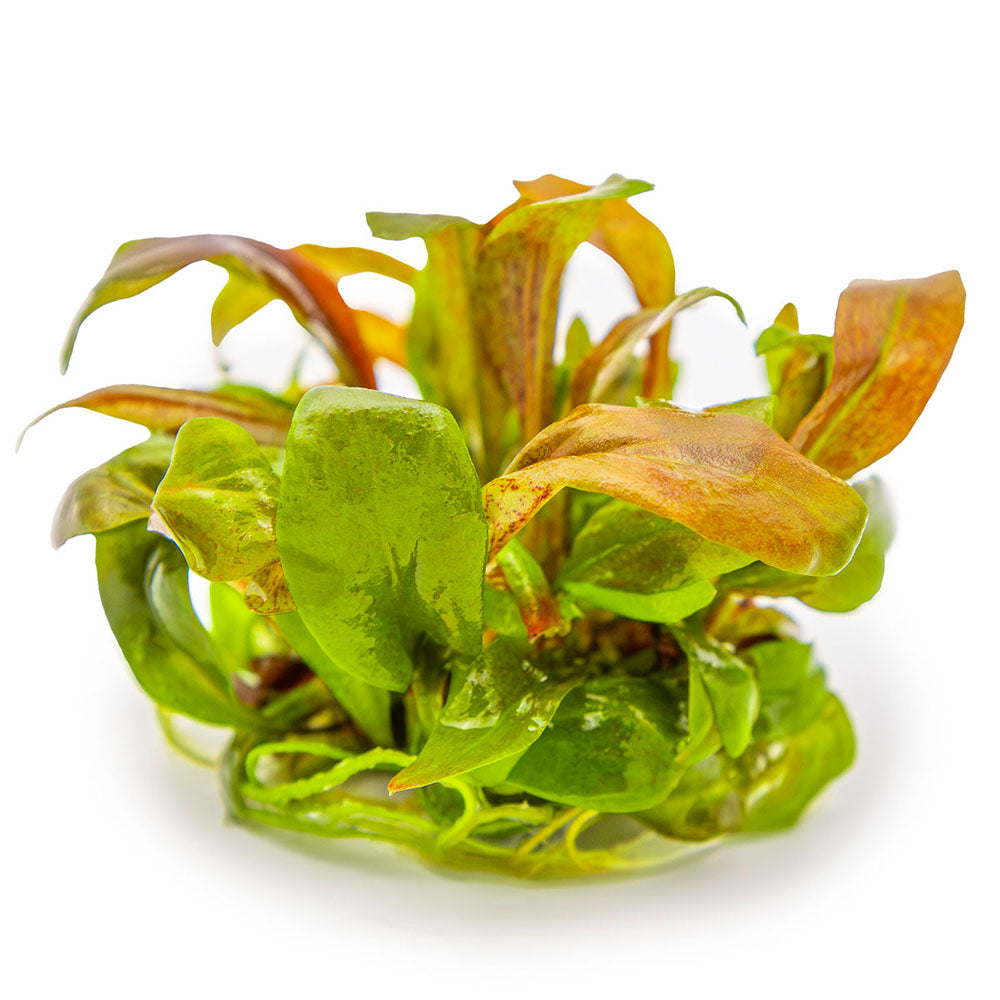 Lysimachia Parvifolia Red 1-2-Grow