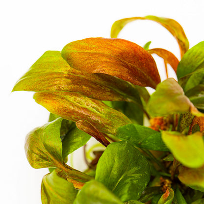 Lysimachia Parvifolia Red 1-2-Grow