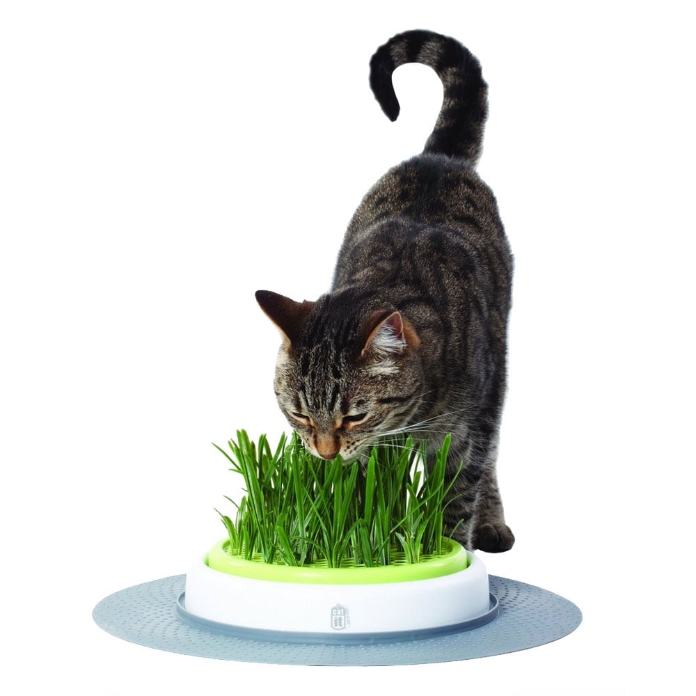 Design Senses Grass Garden Kit