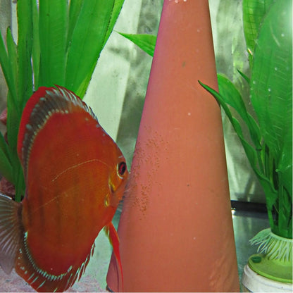 DisCon Discus Spawning cone