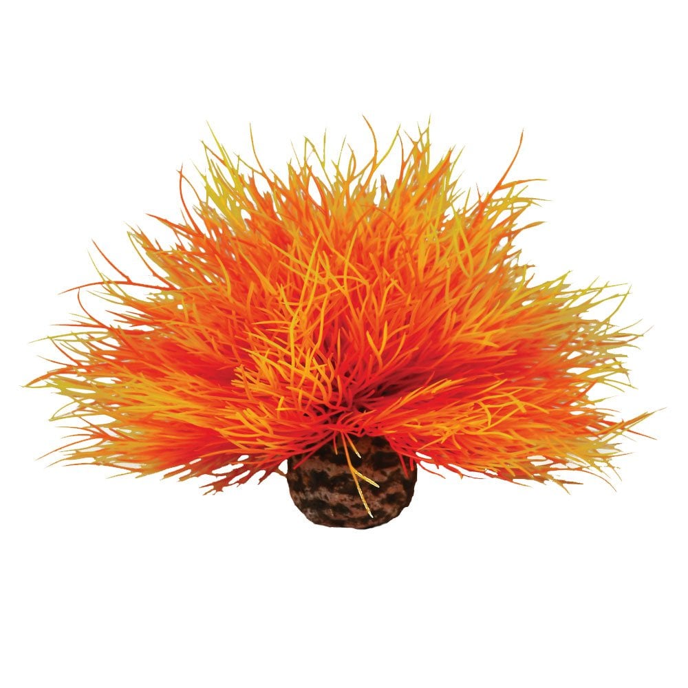 Sea Lily Flame