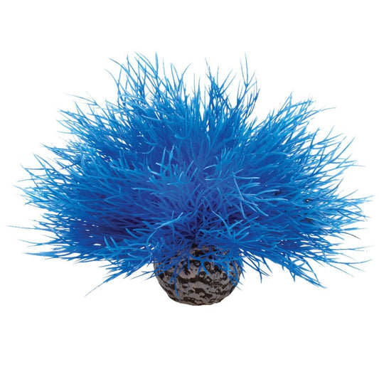 Sea Lily - Blue