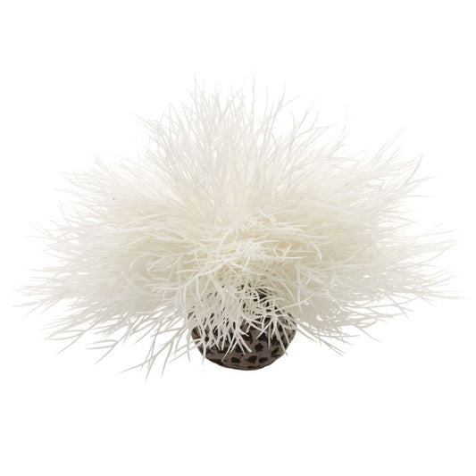 Sea Lily - White
