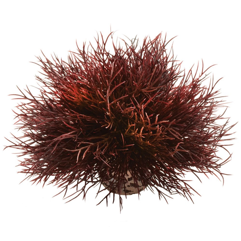 Sea Lily Crimson