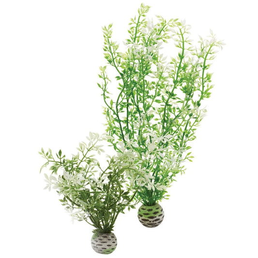 Winter Flowers Plant Pack