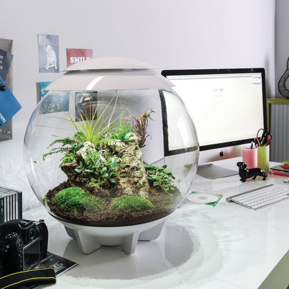 Air 60 Terrarium - White
