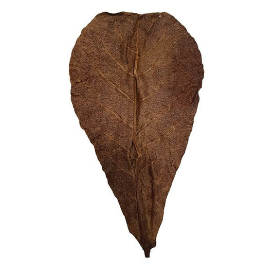 Catappa Leaves