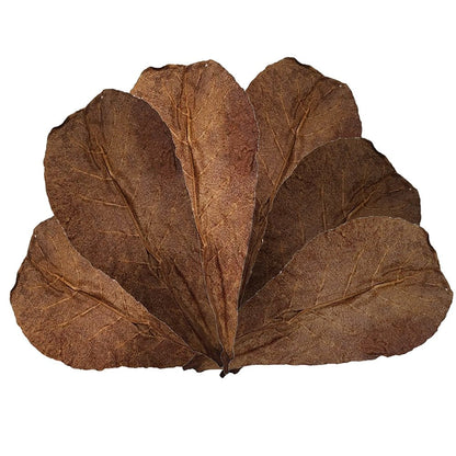 Catappa Leaves