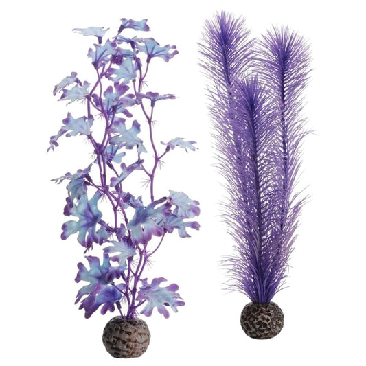 Purple Kelp - Medium