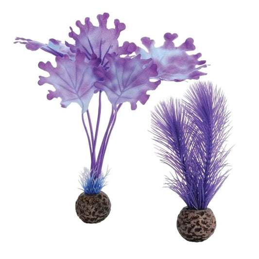 Purple Kelp - Small