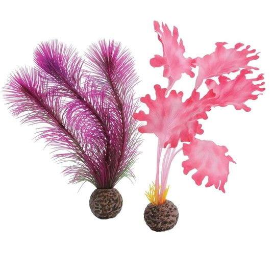 Pink Kelp - Small