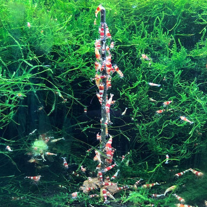 Shrimps Forever Shrimp Sticks - Algae (10pk)