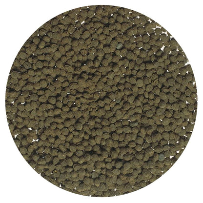Goldfish Gold Colour