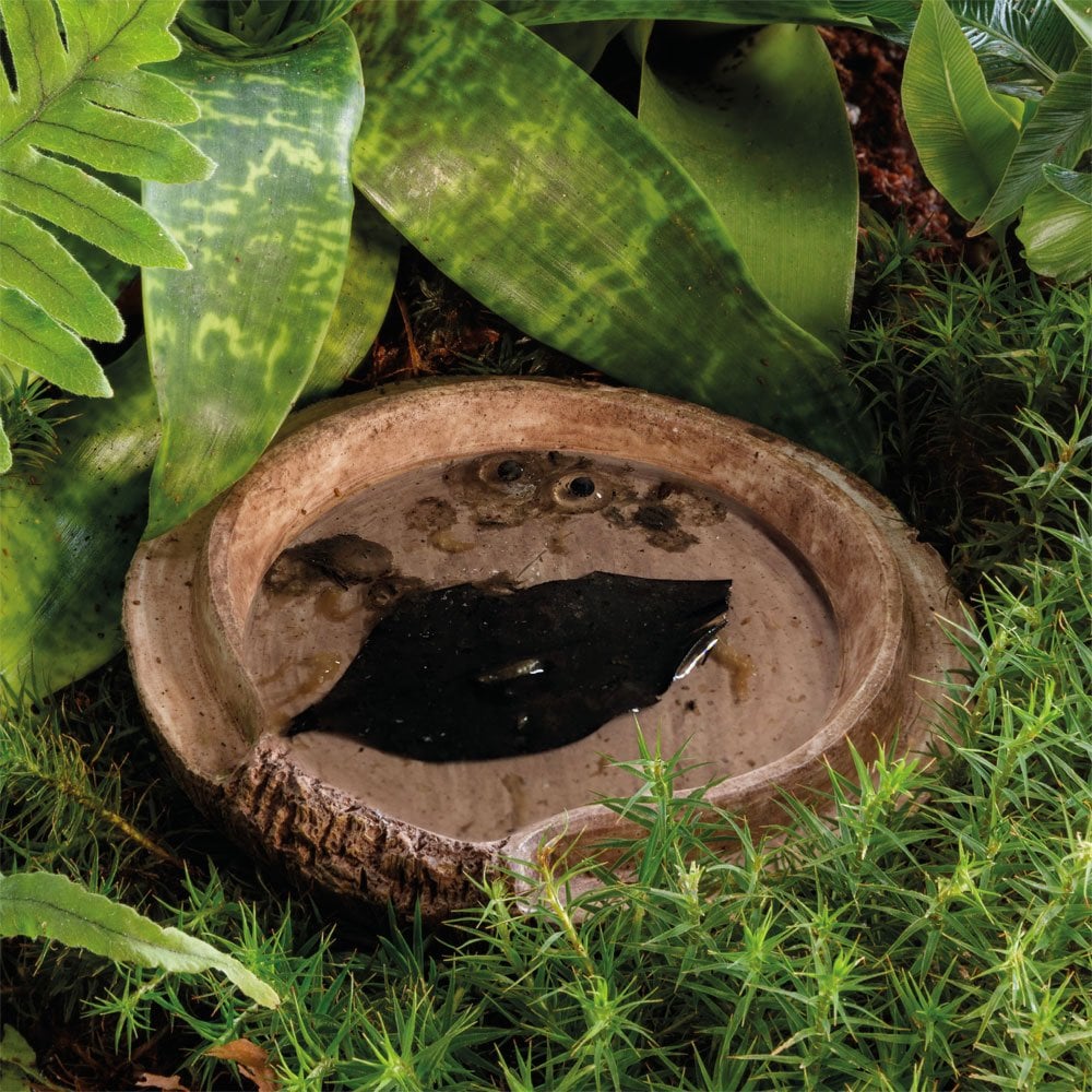 Coconut Cave