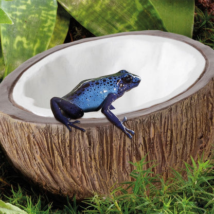 Coconut Water Dish