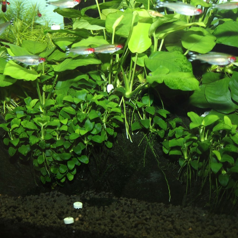 ProFlora Ferropol Tabs