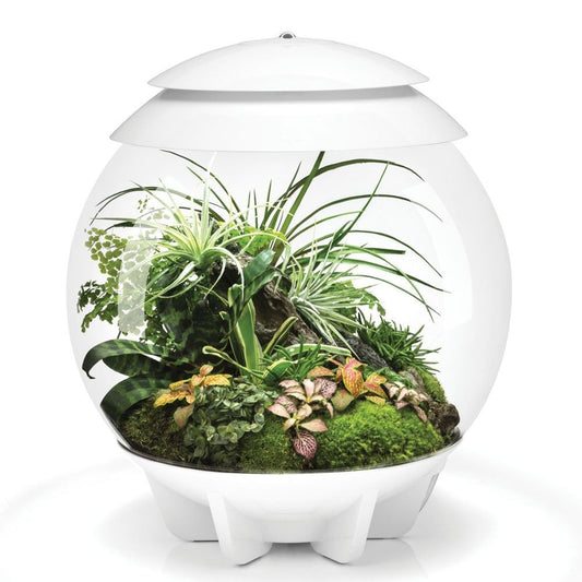 Air 30 Terrarium - White