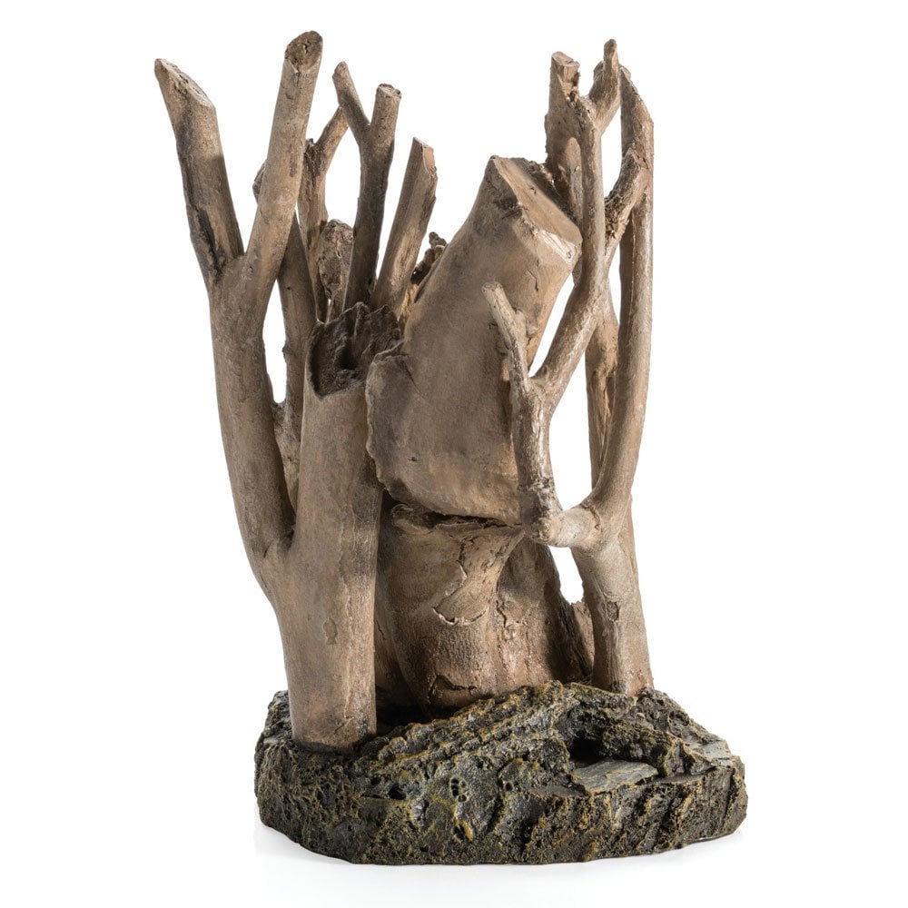 Root