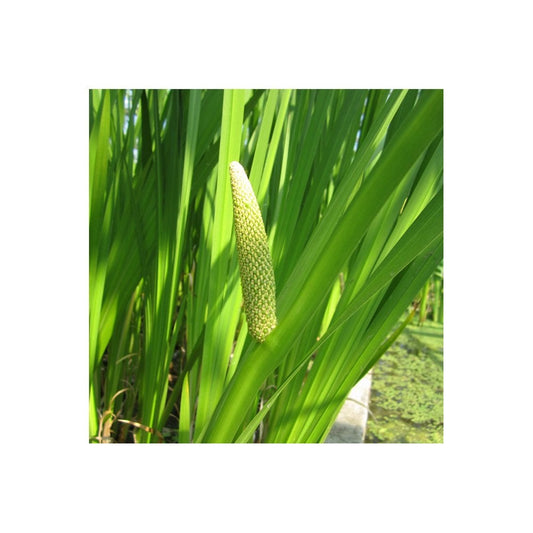 Acorus Calamus - Sweet Flag