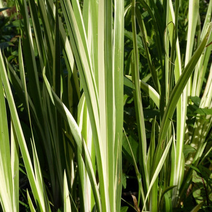 Acorus Calamus Variegatus - Variegated Sweet Flag