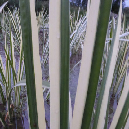Acorus Calamus Variegatus - Variegated Sweet Flag