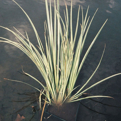 Acorus Gramineus Variegatus - Variegated Slender Sweet Flag
