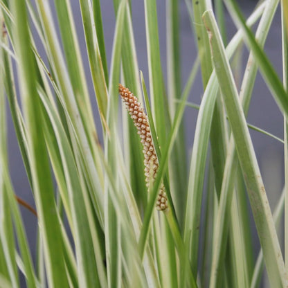 Acorus Gramineus Variegatus - Variegated Slender Sweet Flag