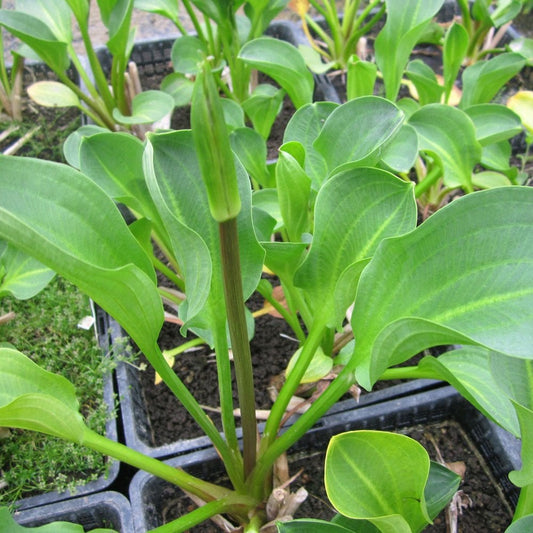 Alisma Parviflorum - American Water Plantain