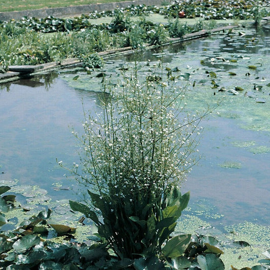 Alisma Plantago Aquaticum - European Water Plantain