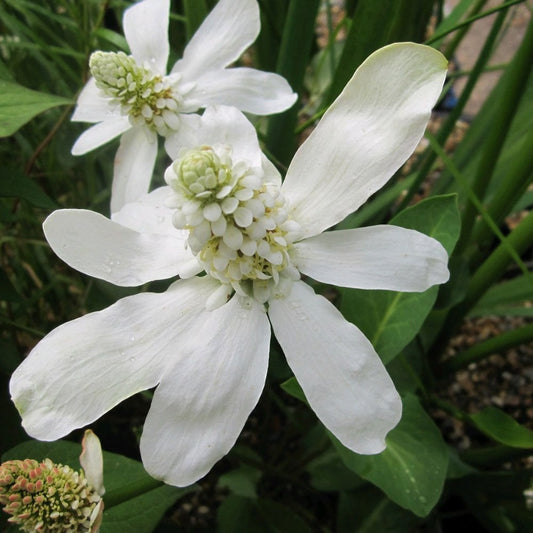 Anemopsis Californicum - Apache Beads