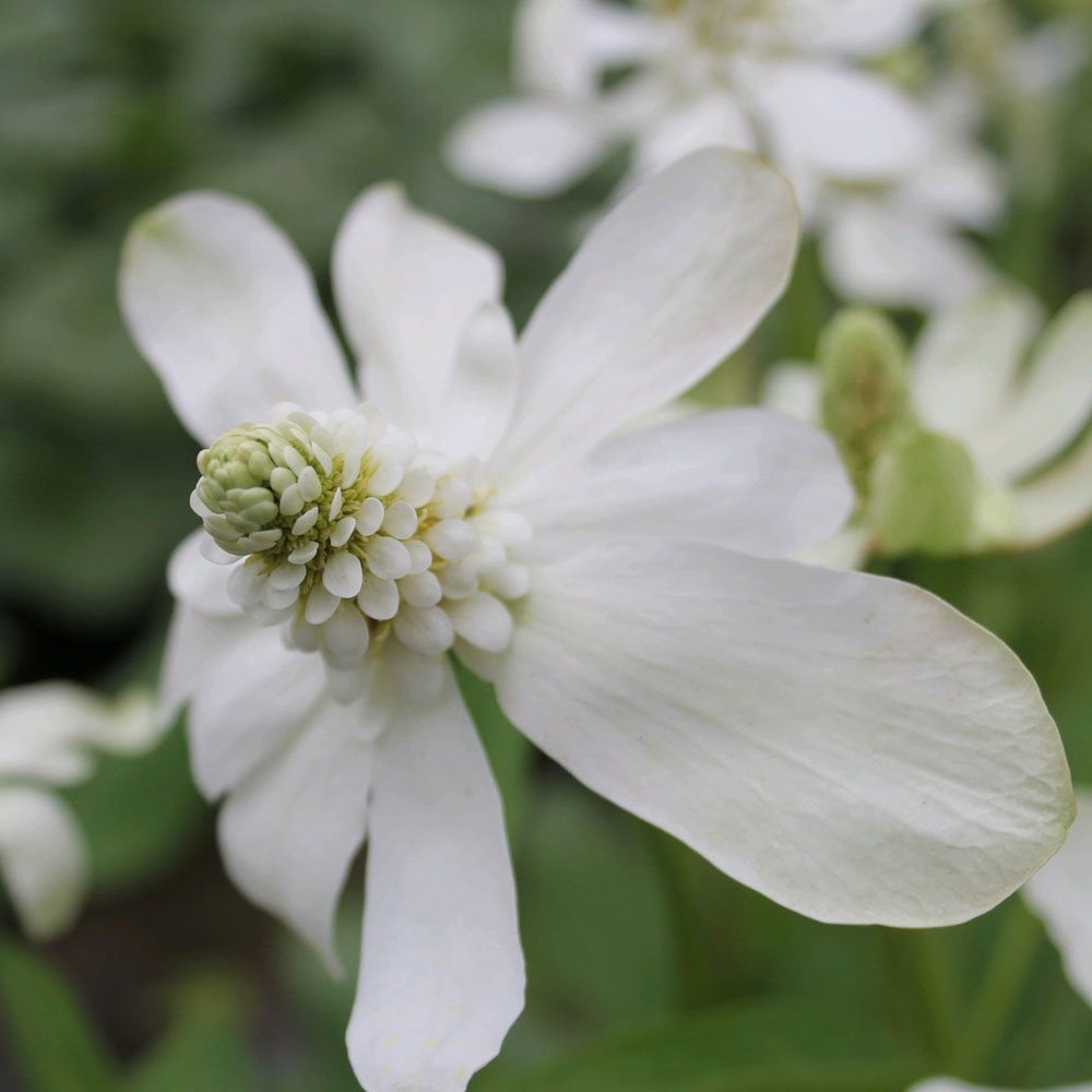 Anemopsis Californicum - Apache Beads