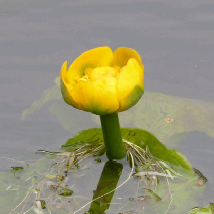 Nuphar Lutea - Yellow Waterlily