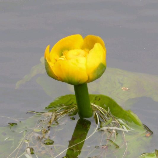 Nuphar Lutea - Yellow Waterlily