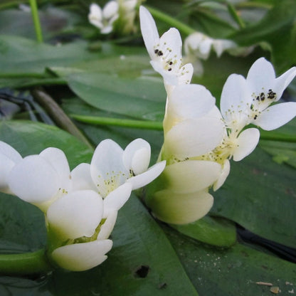 Aponogeton Distachyos - Cape Pondweed