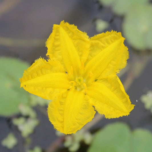 Nymphoides Peltata - Fringed Water Lily 1Ltr