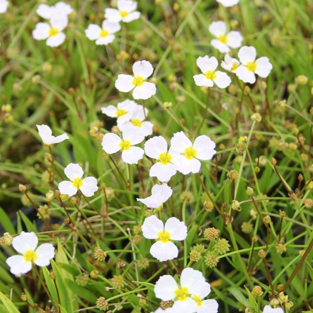 Baldellia Ranunculoides - Lesser Water Plantain