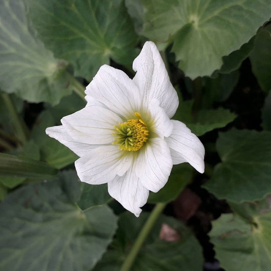 Caltha Leptosepala - White Broadleaved Marsh Marigold