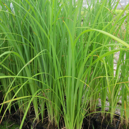 Carex Acuta - Slender Tufted Sedge