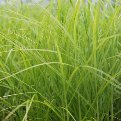Carex Muskingumensis - Musk Sedge