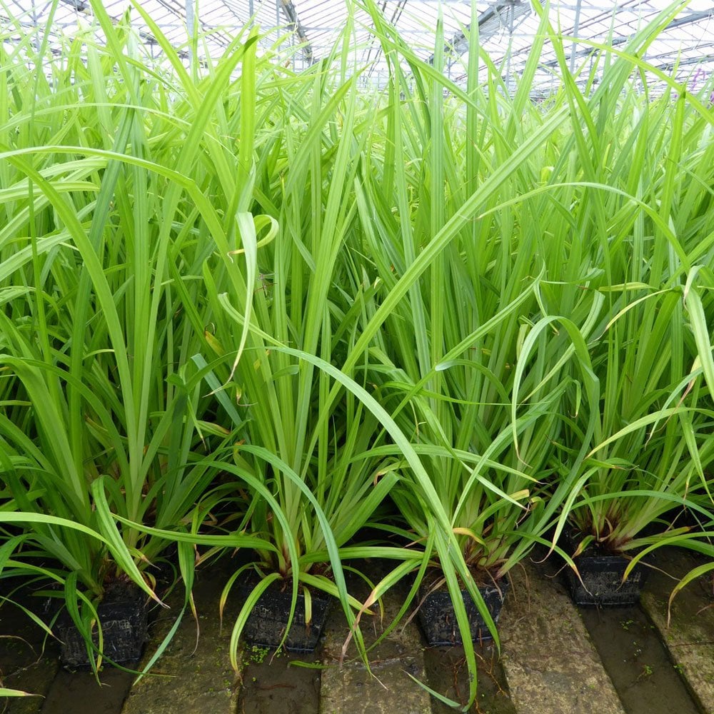 Carex Pendula - Pendulous Sedge