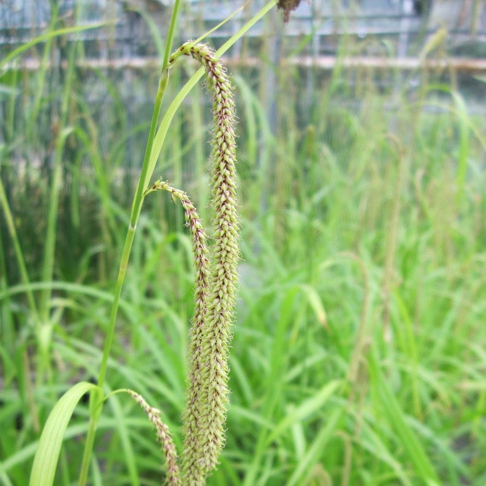 Carex Pendula - Pendulous Sedge