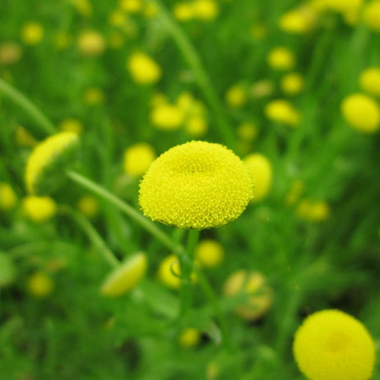 Cotula Coronopifolia - Brass Buttons