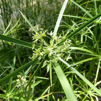 Cyperus Alternifolius - Umbrella Plant