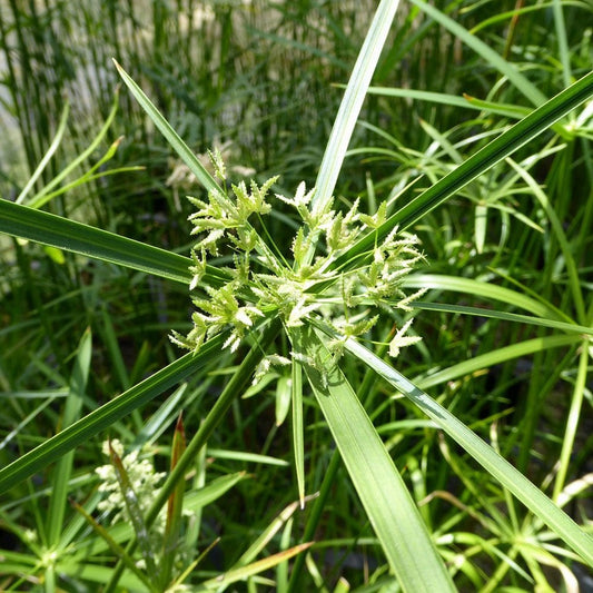 Cyperus Alternifolius - Umbrella Plant