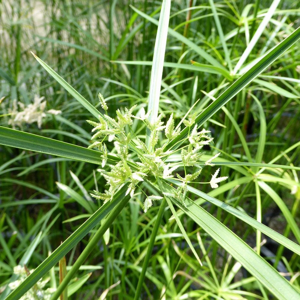 Cyperus Alternifolius - Umbrella Plant